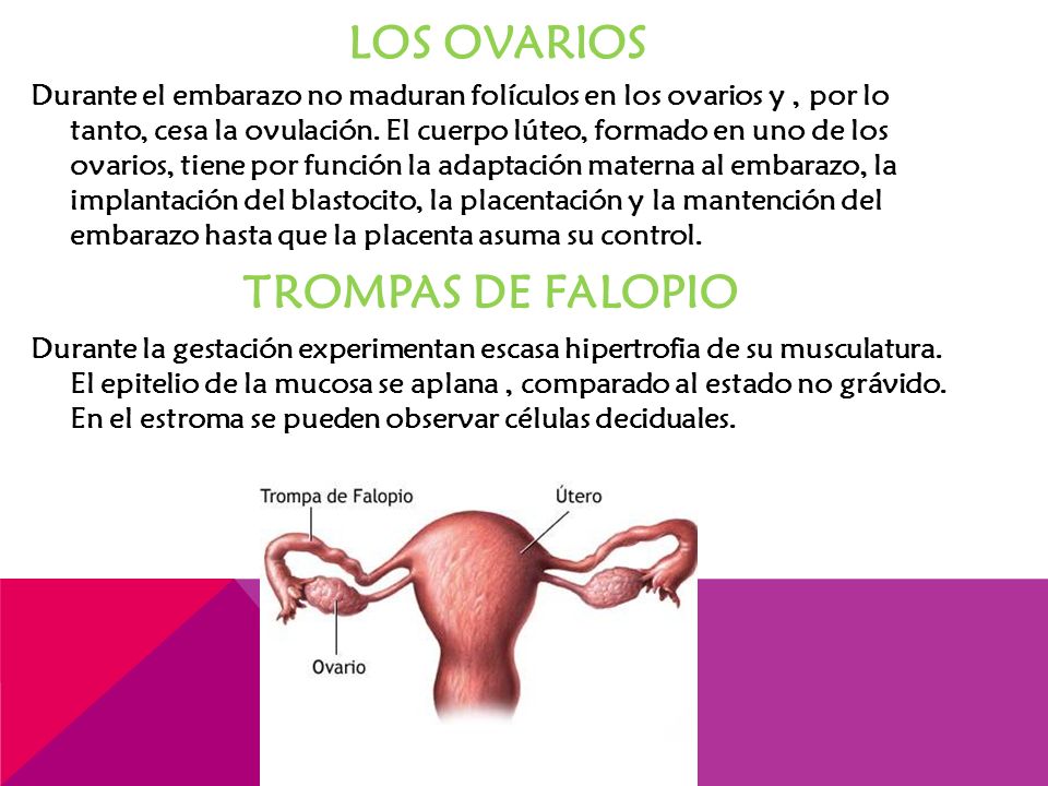 Fisiologicos en el trimestre y por anatomicos cambios embarazo